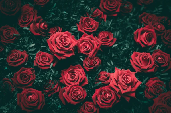 5 Flowers to Spice up Your Love