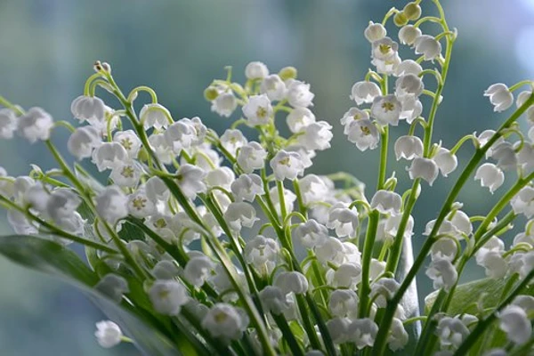 Lily of the Valley symbolism